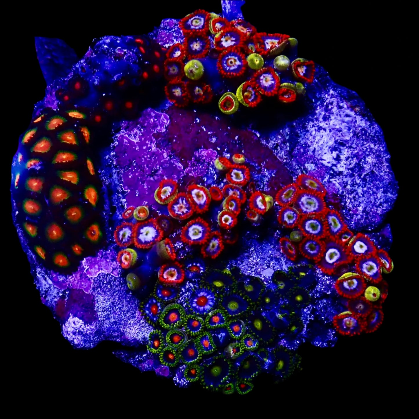 Zoanthids Coral with colorful, vibrant polyps thriving in a reef aquarium