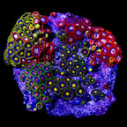Zoanthidae Coral (Zoanthids) WYSIWYG 80