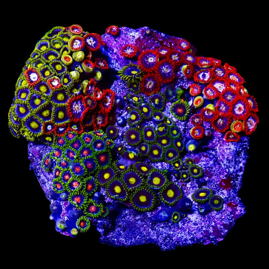 Zoanthids Coral with colorful, vibrant polyps thriving in a reef aquarium