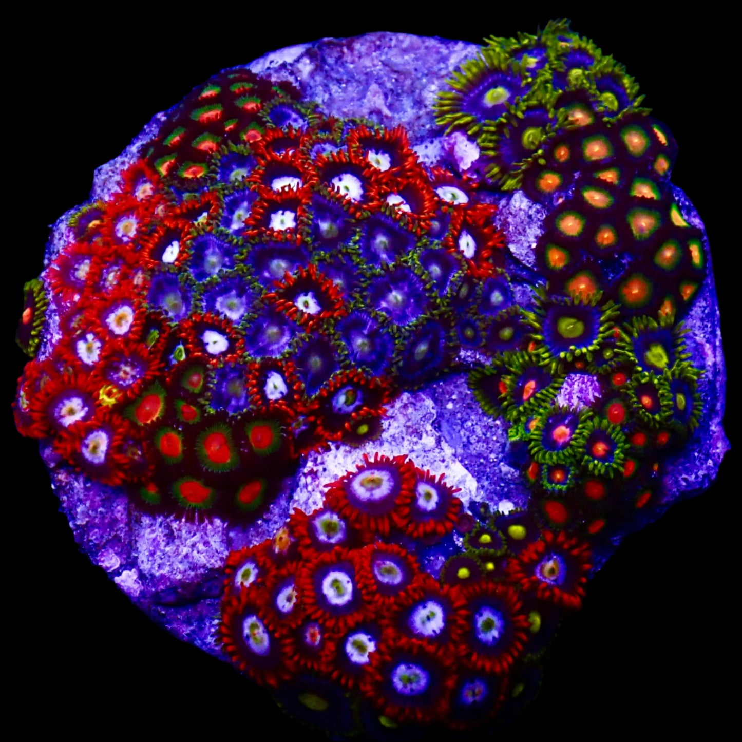 Zoanthids Coral with colorful, vibrant polyps thriving in a reef aquarium