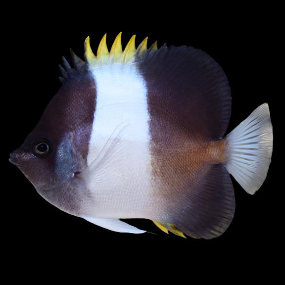 Zoster Butterflyfish