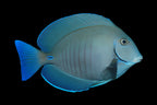 Acanthurus chirurgus (Doctorfish) | Poisson-Chirurgien Épurateur pour Aquarium Marin