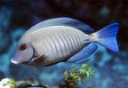Acanthurus chirurgus (Doctorfish) | Poisson-Chirurgien Épurateur pour Aquarium Marin