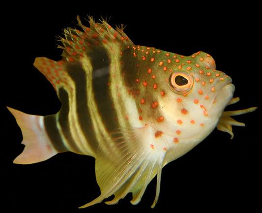 Amblycirrhitus pinos (Red Spotted Hawkfish) perché sur une roche dans un aquarium récifal.