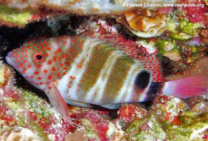 Amblycirrhitus pinos (Red Spotted Hawkfish) | Poisson Perché Coloré pour Aquarium Marin