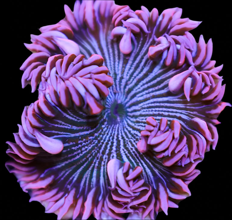 Ultra Rock Flower Anemone - Phymanthus crucifer | Anémone Colorée et Facile à Maintenir en Aquarium Récifal