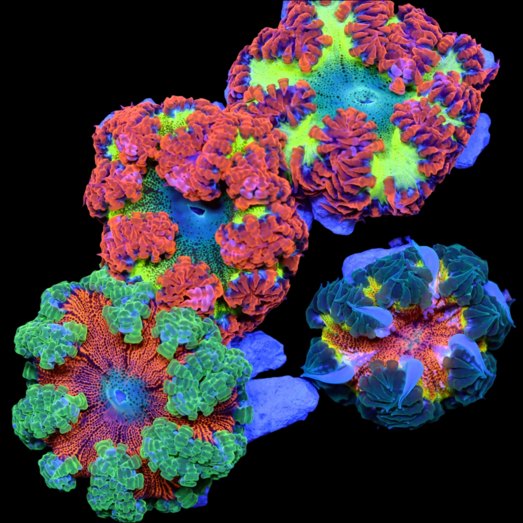 Ultra Rock Flower Anemone - Phymanthus crucifer | Anémone Colorée et Facile à Maintenir en Aquarium Récifal