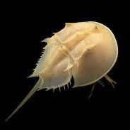 Limulus Sp Limulus polyphemus - Atlantic Horseshoe Crab | Ancient Marine Sand ...