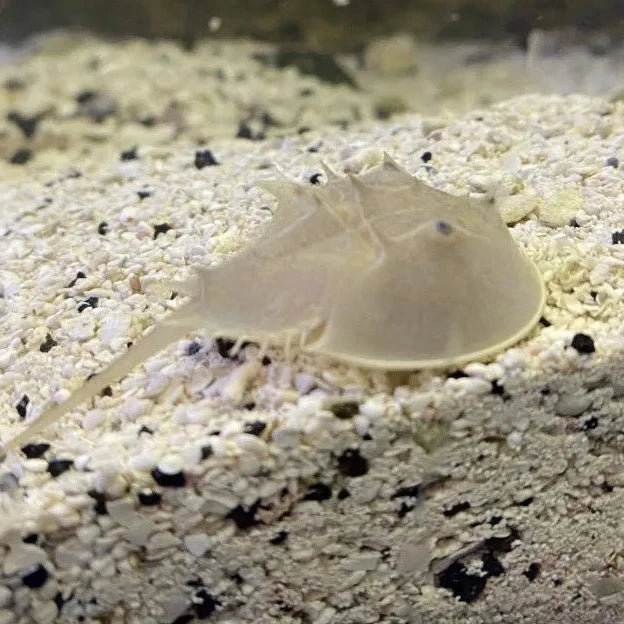 Limulus polyphemus (Atlantic Horseshoe Crab) | Crabe Fossile Nettoyeur pour Aquarium Marin