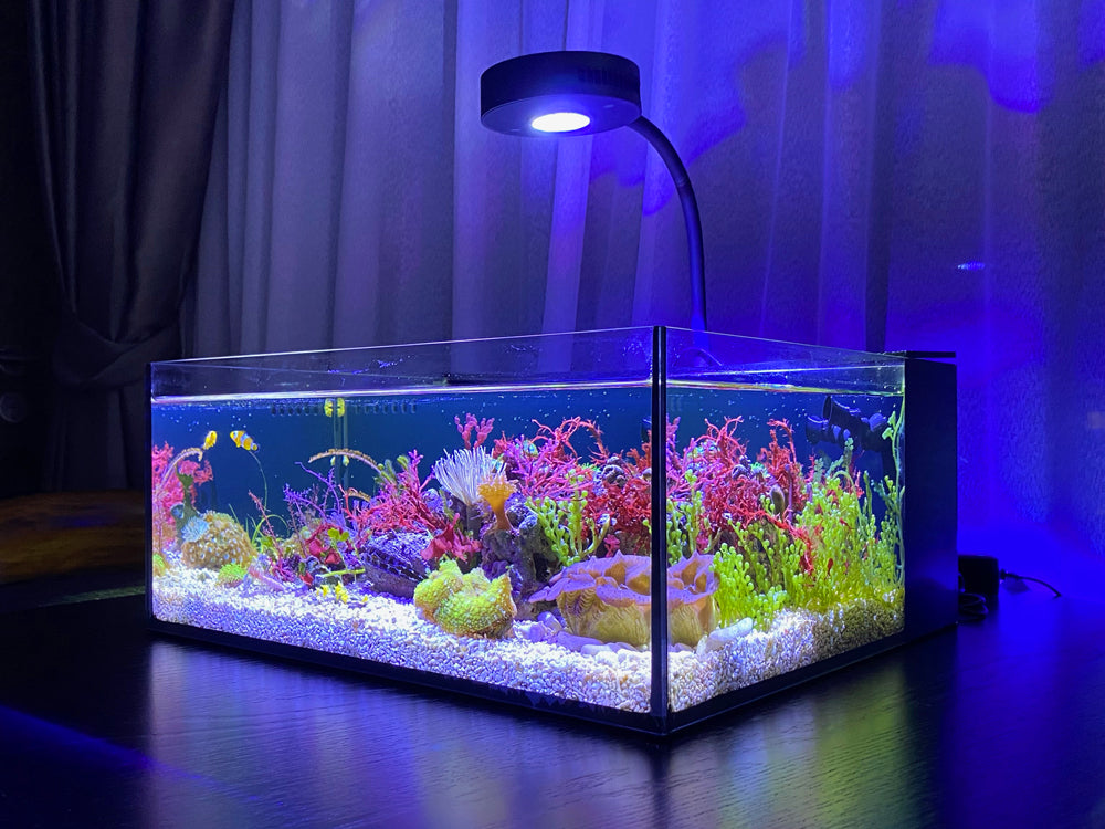 Reef Casa Pico 6 - Aquarium tout-en-un de 6 gallons pour récifs