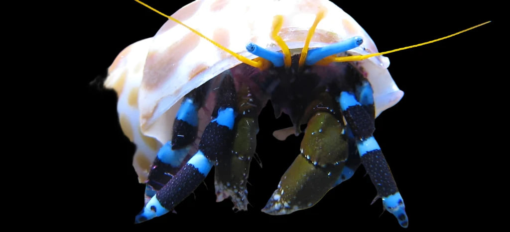 Metalic blue leg hermit crab