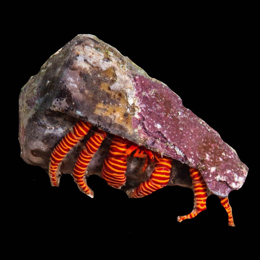 Halloween Hermit ciliopagurus strigatus