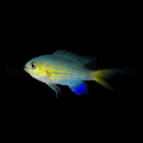 Vanderbilt Chromis
