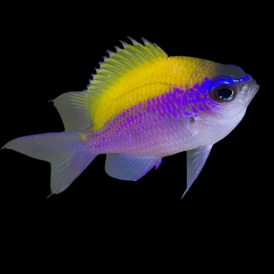 Sunshinefish - Chromis insolata