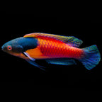 Yellow Flanked Fairy Wrasse (cirrhilabrus ryukyuensis)