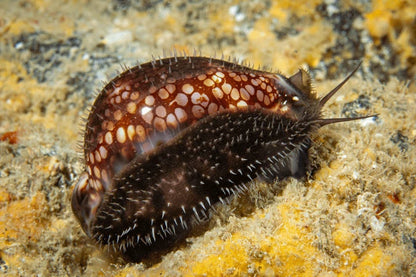 Cowrie Snail - Cypraea Cervus | Escargot Marin Élégant et Utile pour Aquariums