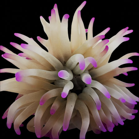 Condylactis Anemone