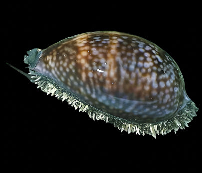 Cowrie Snail (Cypraea cervus) dans un aquarium marin, escargot au rôle de nettoyeur