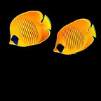 Golden Semilarvatus Butterflyfish