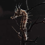 Hippocampe Élevé en Captivité au Québec! Erectus – Beauté et Calme pour Votre Aquarium