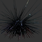 Diadema setosum (Long Spine Urchin) Sea urchin