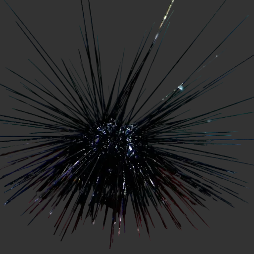 Diadema setosum (Long Spine Urchin) Oursin