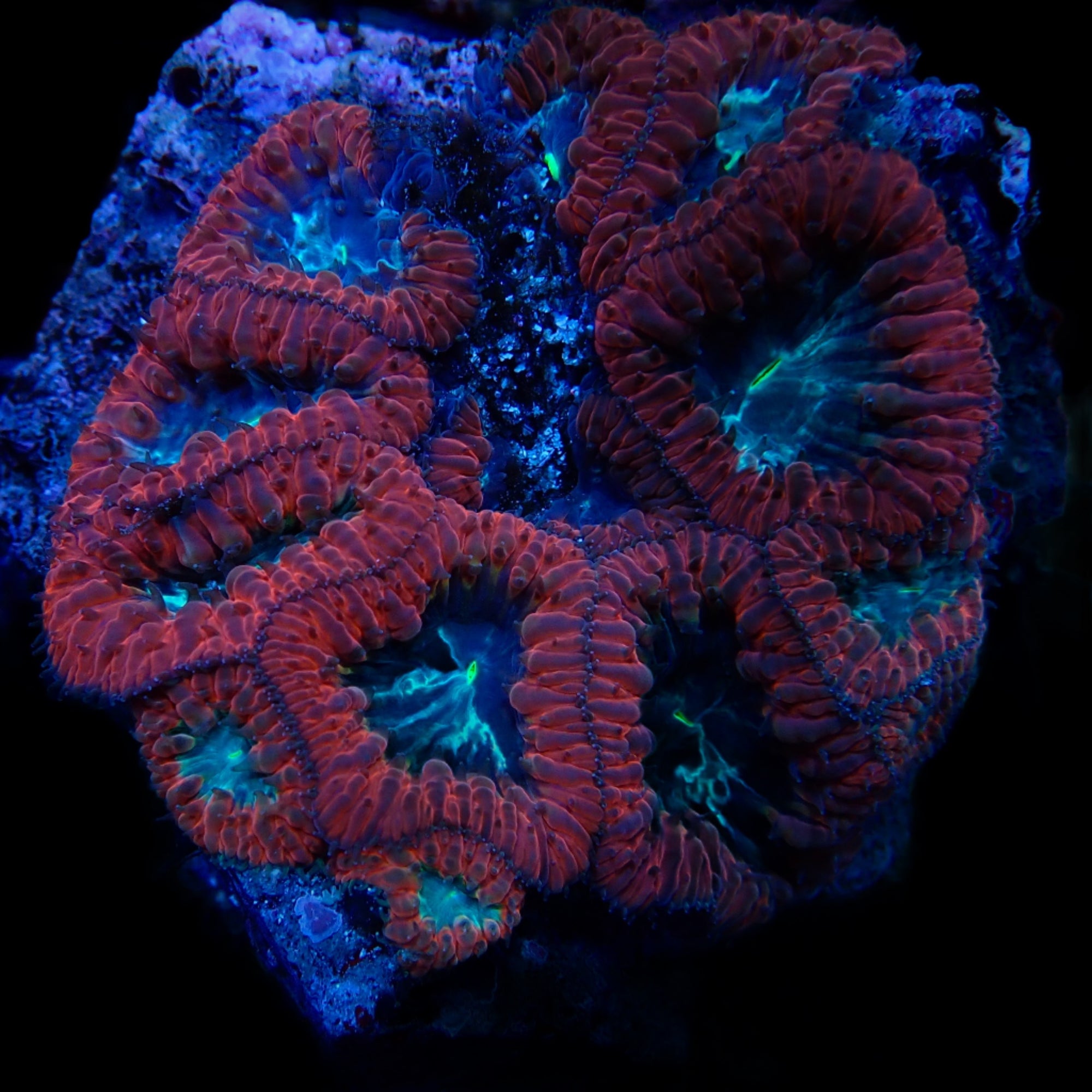 Blastomussa