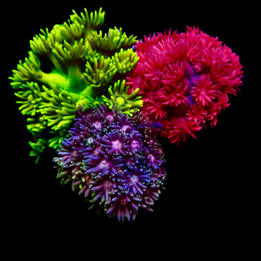 Goniopora Coral with long, colorful polyps thriving in a reef aquarium