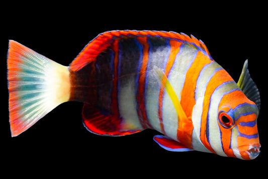 Choerodon fasciatura pacific (Harlequin Tusk Wrasse pacific)