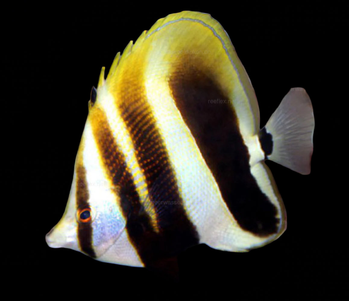 Hi Fin Coradion Butterflyfish (Coradion altivelis)