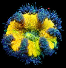 Ultra Rock Flower Anemone - Phymanthus crucifer | Anémone Colorée et Facile à Maintenir en Aquarium Récifal