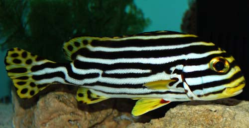 Stripe Sweetlips