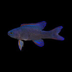 Assessor Basslet-Randall's Assessor - Assessor randalli