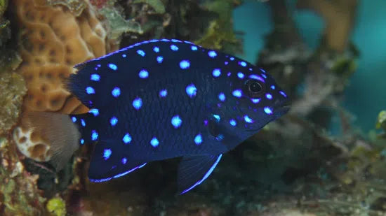 Microspathodon chrysurus (Jewel Damsel) | Demoiselle Juvénile Éclatante et Poisson Territorial pour Aquarium Marin