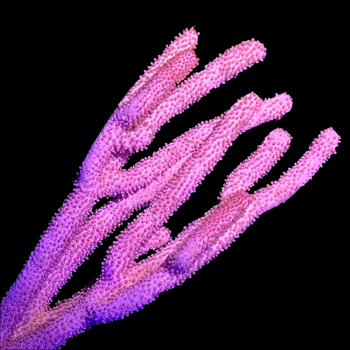 Knobbly Sea Rod Gorgonia - Eunicea mammosa | Gorgone Résistante et Structurante pour Aquarium Récifal