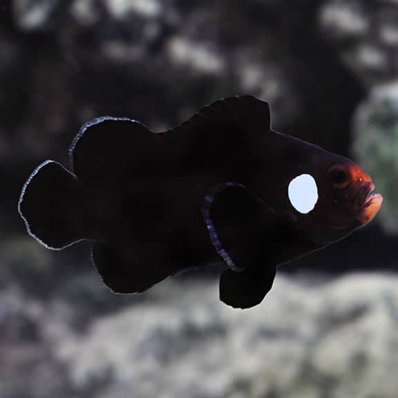 Domino Clownfish (Midnight)
