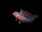 Rosey Blenny (malacoctenus macropus)