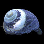 Margarita escargots (snail)