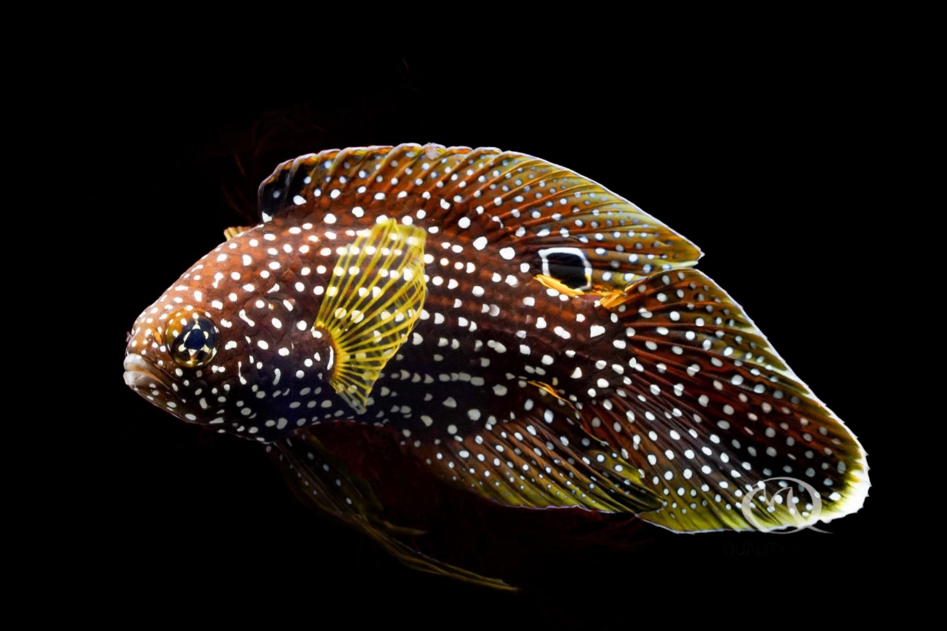 Calloplesiops altivelis (Marine Betta) small