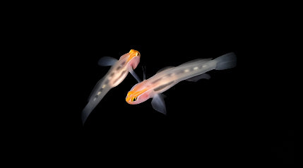 Masked Goby (Coryphopterus personatus)
