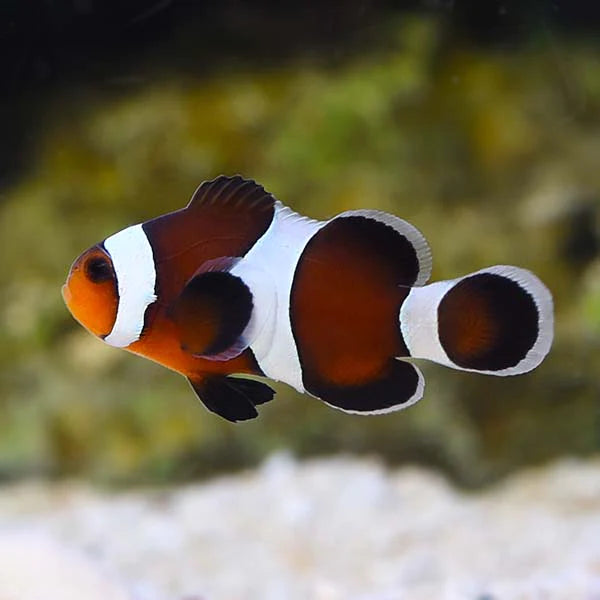 Moka Ocellaris (Clownfish)