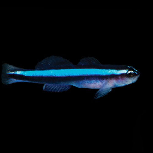 Gobiosoma oceanops (Neon Goby) | Poisson Nettoyeur Idéal pour Aquarium Récifal