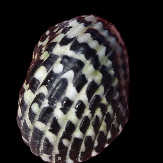 Nerite escargots (snail)