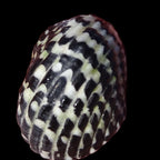 Nerite escargots (snail)