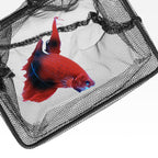 Seachem Fish Net — betta fish in the net, official manufacturer image