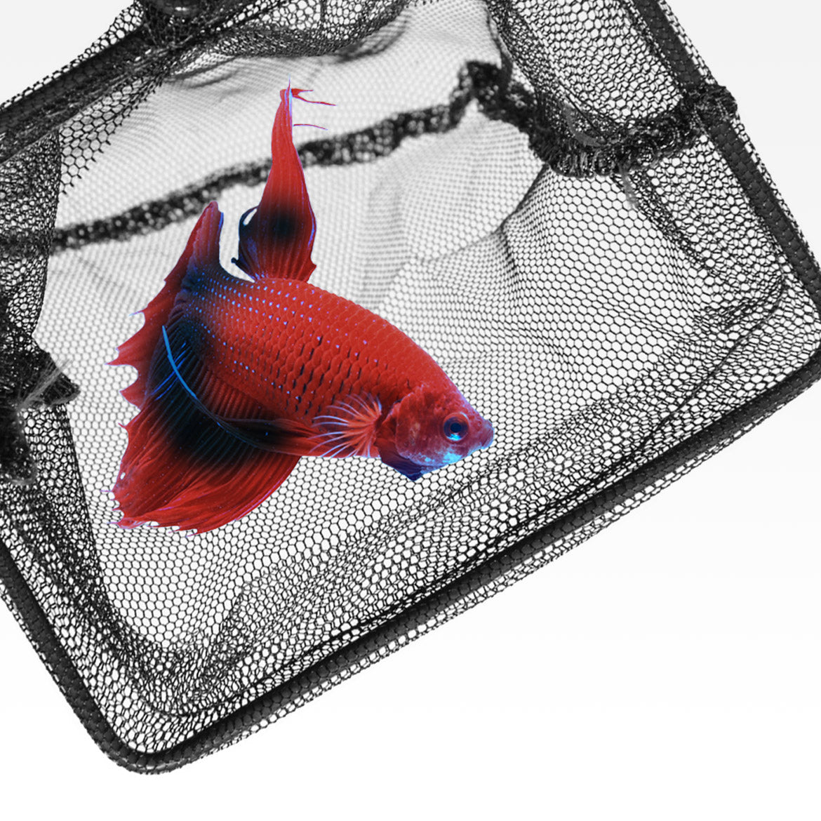 Seachem Fish Net — betta fish in the net, official manufacturer image