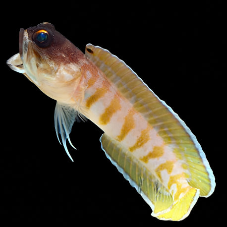 Opistognathus randalli ( Jawfish, Black Cap )