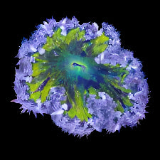 Ultra Rock Flower Anemone - Phymanthus crucifer | Anémone Colorée et Facile à Maintenir en Aquarium Récifal