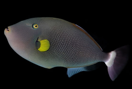 melichthys vidua (Pink Tail Trigger)