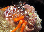 Polkadotted , Operculate hermit Crab ( phimochirus operculatus )